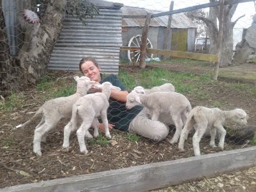 Feeding lambs